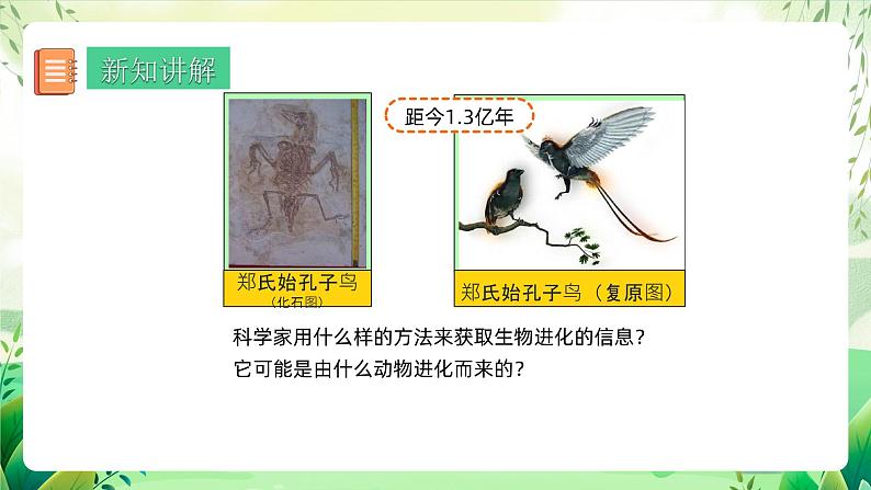 人教版生物八下7.3.2 《生物进化的历程》课件+教案05