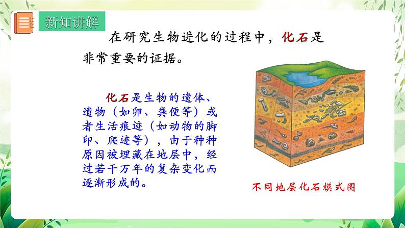 人教版生物八下7.3.2 《生物进化的历程》课件+教案07