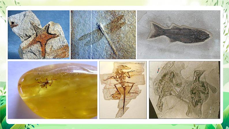 人教版生物八下7.3.2 《生物进化的历程》课件+教案08