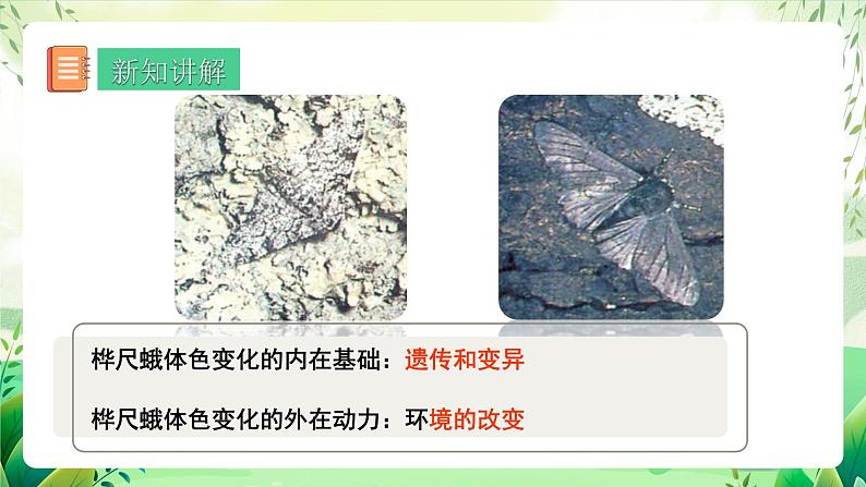 人教版生物 八下7.3.3 《生物进化的原因》 课件第8页