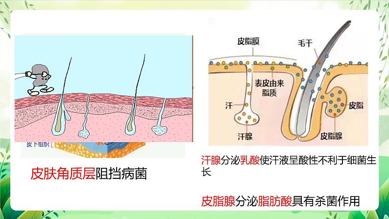 人教版八下生物  第二节 8.1.2《免疫与计划免疫 》课件第6页