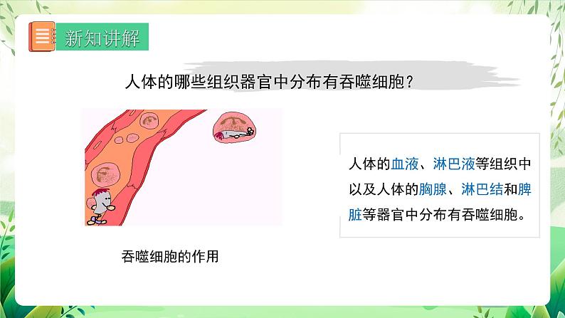 人教版八下生物  第二节 8.1.2《免疫与计划免疫 》课件第8页