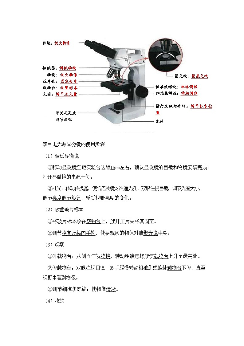 北师大版（2024新版）生物七年级上册期末考点复习提纲 学案第3页