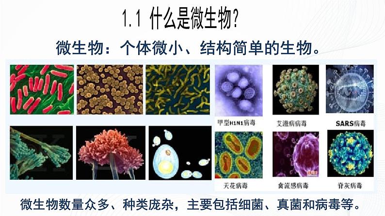 2.3.1 微生物的分布-初中生物七年级上册 同步教学课件（人教版2024）第7页