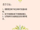 初中  生物  人教版（2024）  七年级上册  第二单元  第一章 植物的类群  第二节 种子植物 课件