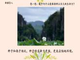 初中  生物  人教版（2024）  七年级上册  第二单元  第一章 植物的类群  第二节 种子植物 课件