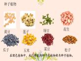 初中  生物  人教版（2024）  七年级上册  第二单元  第一章 植物的类群  第二节 种子植物 课件