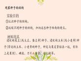 初中  生物  人教版（2024）  七年级上册  第二单元  第一章 植物的类群  第二节 种子植物 课件