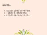 初中  生物  人教版（2024）  七年级上册  第二单元  第一章 植物的类群  第二节 种子植物 课件