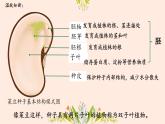 初中  生物  人教版（2024）  七年级上册  第二单元  第一章 植物的类群  第二节 种子植物 课件