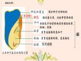 初中  生物  人教版（2024）  七年级上册  第二单元  第一章 植物的类群  第二节 种子植物 课件