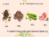 初中  生物  人教版（2024）  七年级上册  第二单元  第一章 植物的类群  第二节 种子植物 课件