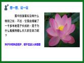 初中  生物  人教版（2024）  七年级上册  第二单元  第一章 植物的类群  第二节 种子植物 课件