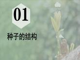 初中  生物  人教版（2024）  七年级上册  第二单元  第一章 植物的类群  第二节 种子植物 课件