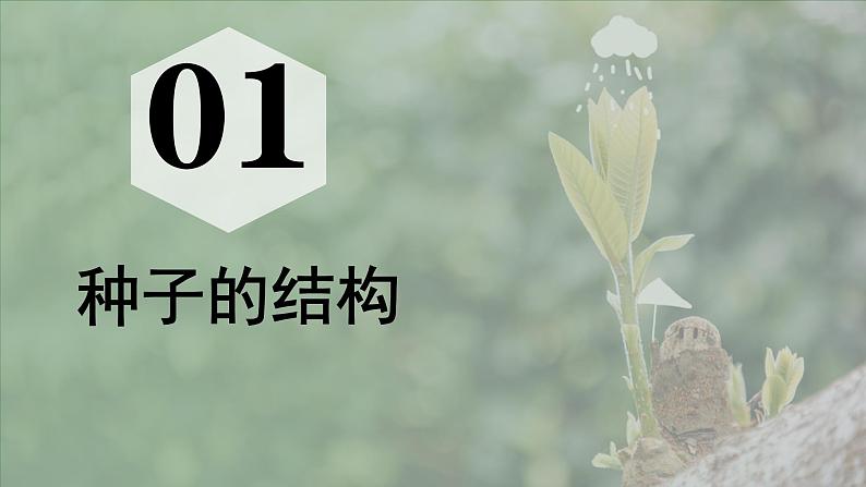 初中  生物  人教版（2024）  七年级上册  第二单元  第一章 植物的类群  第二节 种子植物 课件04