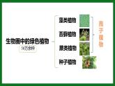 初中  生物  人教版（2024）  七年级上册  第二单元  第一章 植物的类群  第二节 种子植物 课件