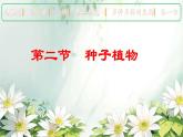 初中  生物  人教版（2024）  七年级上册  第二单元  第一章 植物的类群  第二节 种子植物 课件