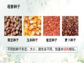 初中  生物  人教版（2024）  七年级上册  第二单元  第一章 植物的类群  第二节 种子植物 课件