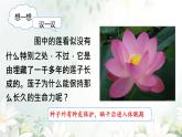 初中  生物  人教版（2024）  七年级上册  第二单元  第一章 植物的类群  第二节 种子植物 课件