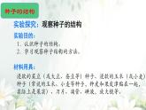 初中  生物  人教版（2024）  七年级上册  第二单元  第一章 植物的类群  第二节 种子植物 课件