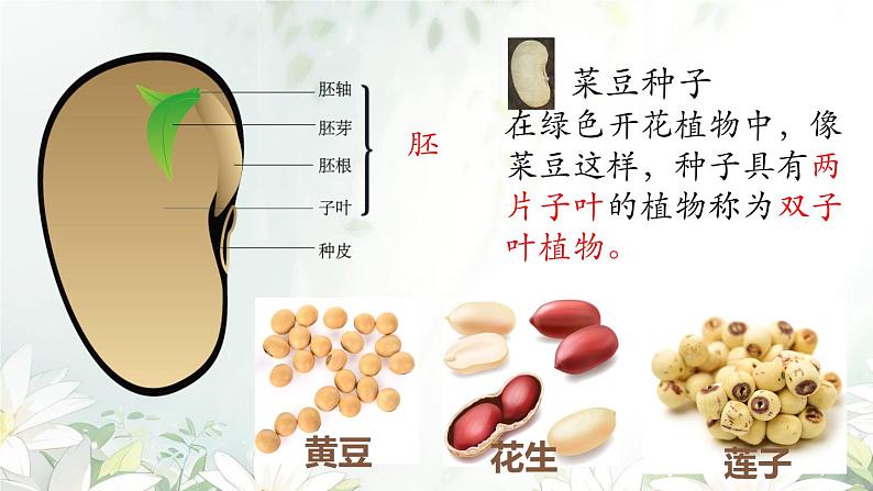 初中  生物  人教版（2024）  七年级上册  第二单元  第一章 植物的类群  第二节 种子植物 课件08