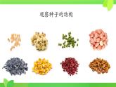 初中  生物  人教版（2024）  七年级上册  第二单元  第一章 植物的类群  第二节 种子植物 课件