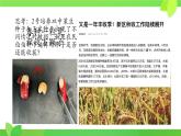 初中  生物  人教版（2024）  七年级上册  第二单元  第一章 植物的类群  第二节 种子植物 课件