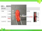 初中  生物  人教版（2024）  七年级上册  第二单元  第一章 植物的类群  第二节 种子植物 课件