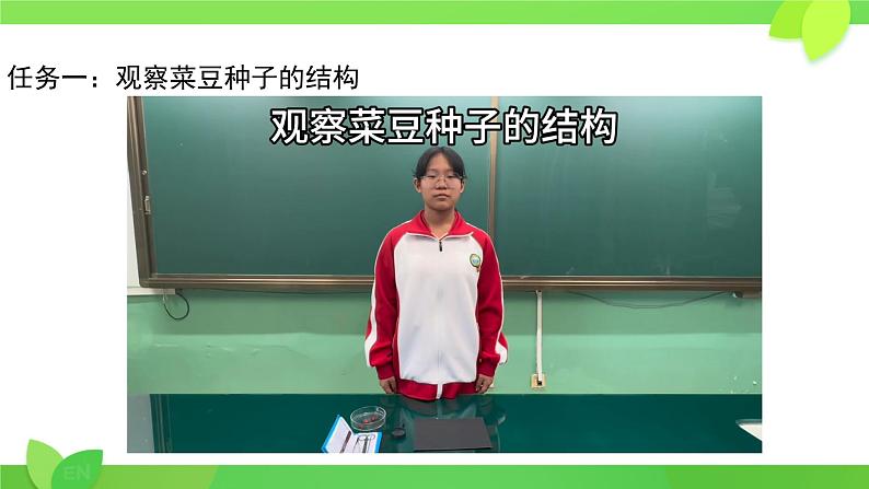 初中  生物  人教版（2024）  七年级上册  第二单元  第一章 植物的类群  第二节 种子植物 课件第7页