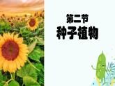 初中  生物  人教版（2024）  七年级上册  第二单元  第一章 植物的类群  第二节 种子植物 课件