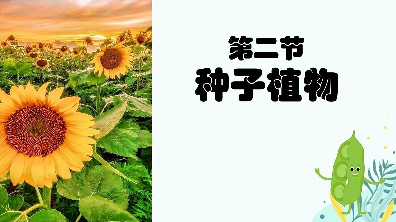 初中  生物  人教版（2024）  七年级上册  第二单元  第一章 植物的类群  第二节 种子植物 课件01