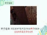初中  生物  人教版（2024）  七年级上册  第二单元  第一章 植物的类群  第二节 种子植物 课件