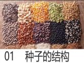 初中  生物  人教版（2024）  七年级上册  第二单元  第一章 植物的类群  第二节 种子植物 课件