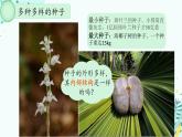 初中  生物  人教版（2024）  七年级上册  第二单元  第一章 植物的类群  第二节 种子植物 课件