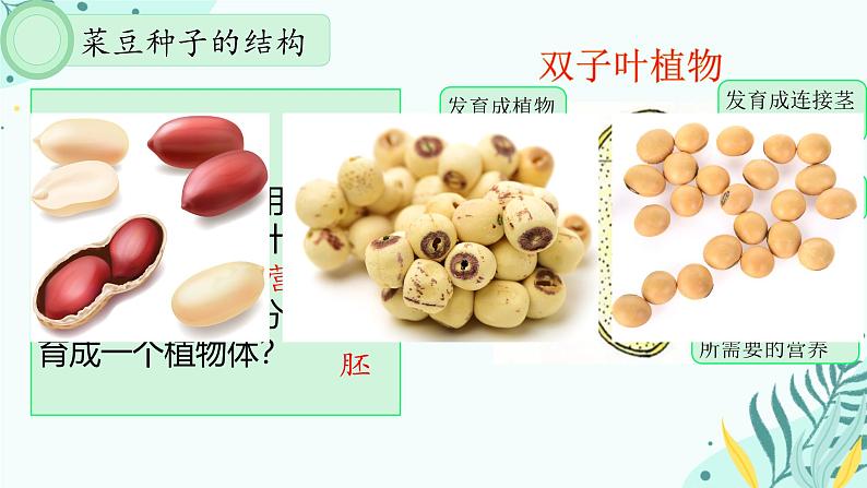 初中  生物  人教版（2024）  七年级上册  第二单元  第一章 植物的类群  第二节 种子植物 课件08