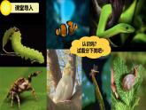 初中  生物  人教版（2024）  七年级上册  第二单元  第二章 动物的类群 第一节 无脊椎动物 课件