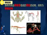 初中  生物  人教版（2024）  七年级上册  第二单元  第二章 动物的类群 第一节 无脊椎动物 课件