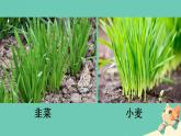 初中  生物  人教版（2024）  七年级上册  第一单元   第一章第一节 观察周边环境中的生物 课件