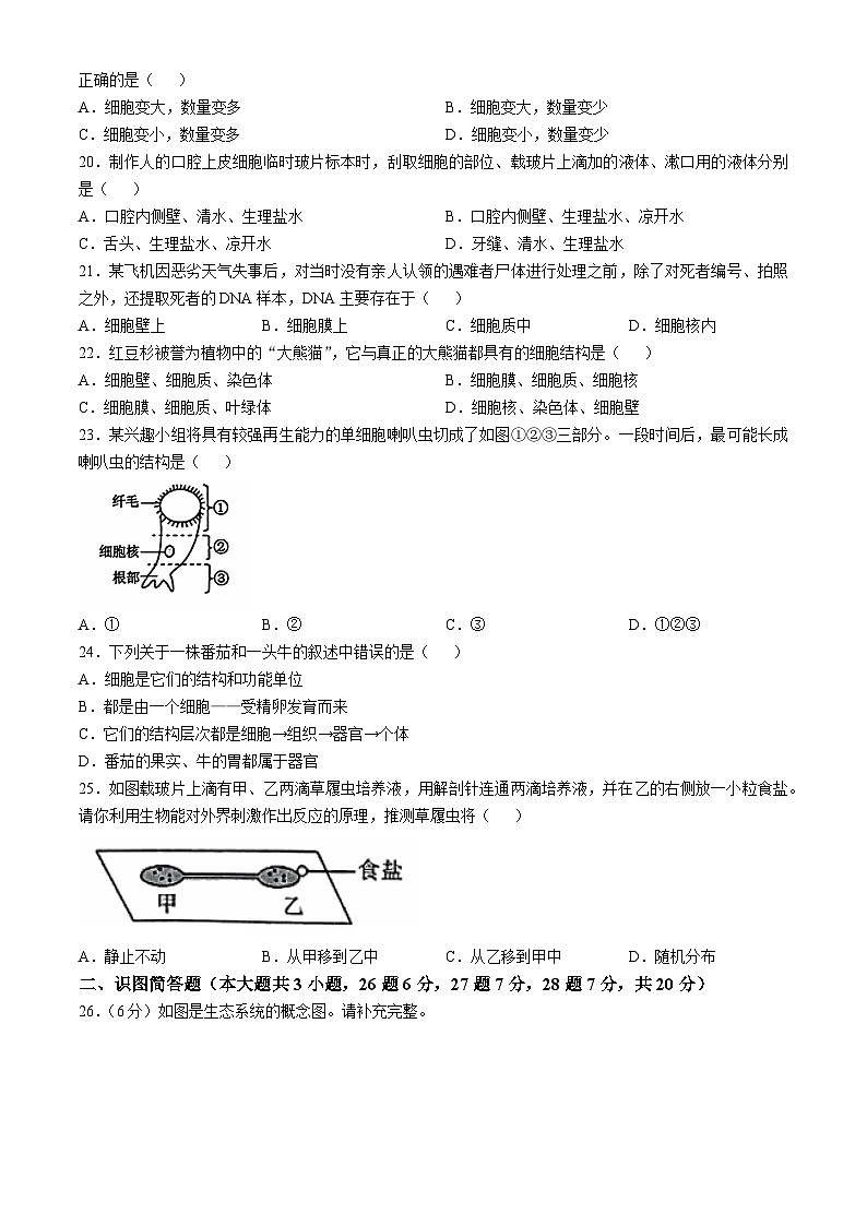 湖南省怀化市新晃侗族自治县2023-2024学年七年级上学期期中生物学试题第3页