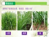 初中  生物  人教版（2024）  七年级上册  第一单元   第一章第一节 观察周边环境中的生物 课件