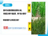 初中  生物  人教版（2024）  七年级上册  第一单元   第一章第一节 观察周边环境中的生物 课件