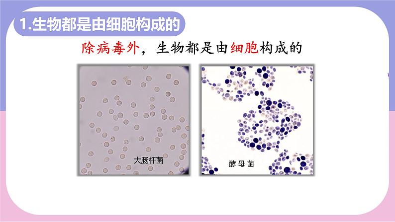 初中  生物  人教版（2024）  七年级上册  第一单元   第一章 第二节 生物的特征 课件05