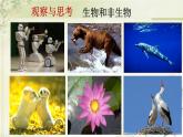初中  生物  人教版（2024）  七年级上册  第一单元   第一章 第二节 生物的特征 课件
