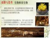 初中  生物  人教版（2024）  七年级上册  第一单元   第一章 第二节 生物的特征 课件