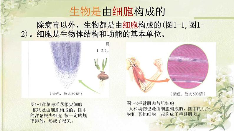 初中  生物  人教版（2024）  七年级上册  第一单元   第一章 第二节 生物的特征 课件06