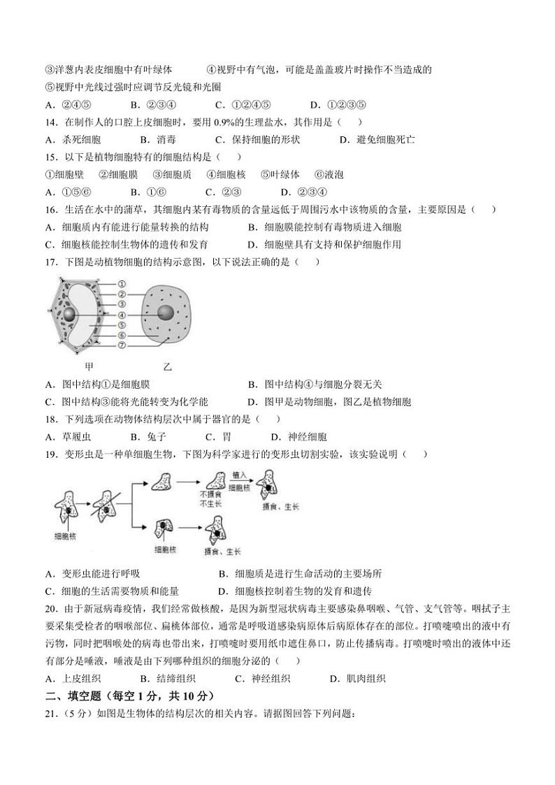 2024～2025学年江西省抚州市金溪县第一中学七年级(上)期中生物试卷(含答案)第3页
