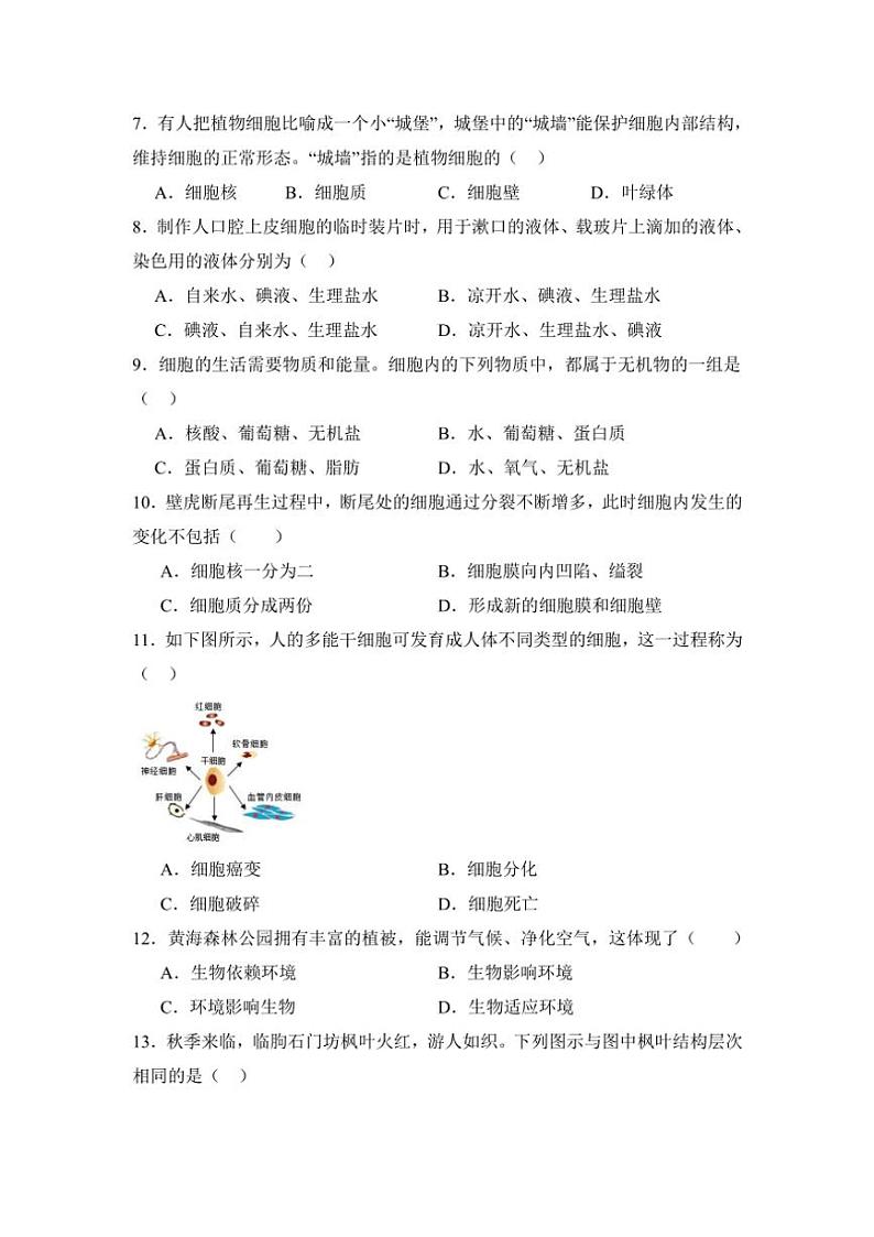 2024～2025学年黑龙江省齐齐哈尔市区五地联考七年级(上)11月月考生物试卷(含答案)第2页