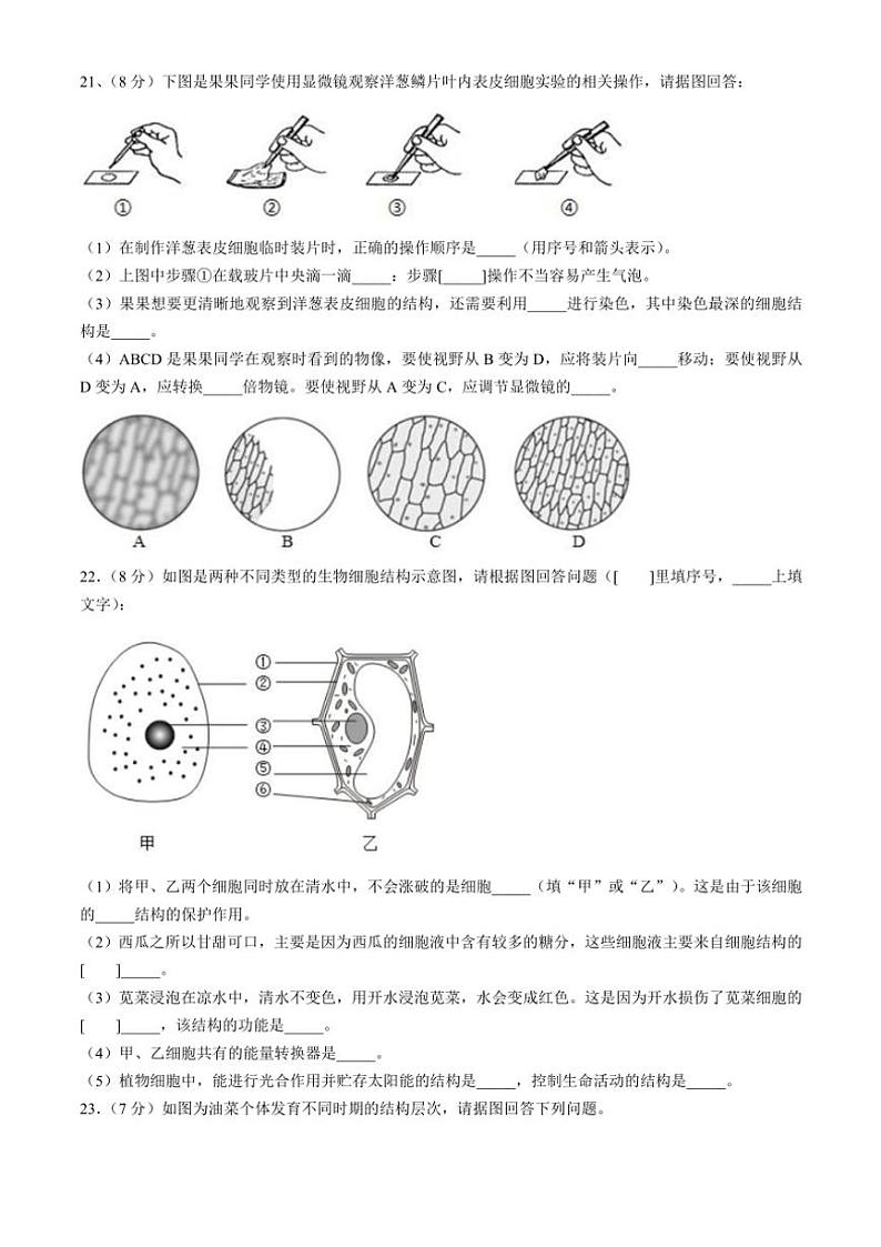 2024～2025学年河南省驻马店市第二初级中学七年级(上)期中生物试卷(含答案)第3页