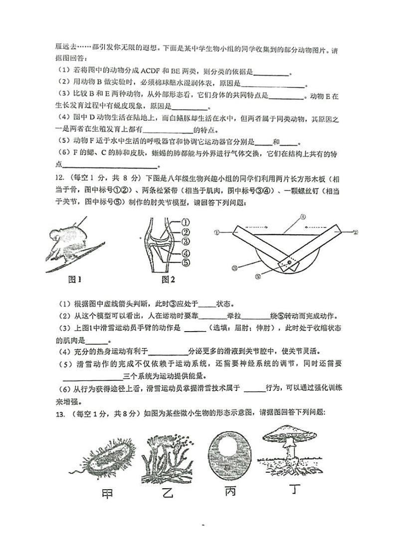 湖北省咸宁市崇阳县大集中学2024—2025学年八年级(上)生物期中试卷(含答案)03