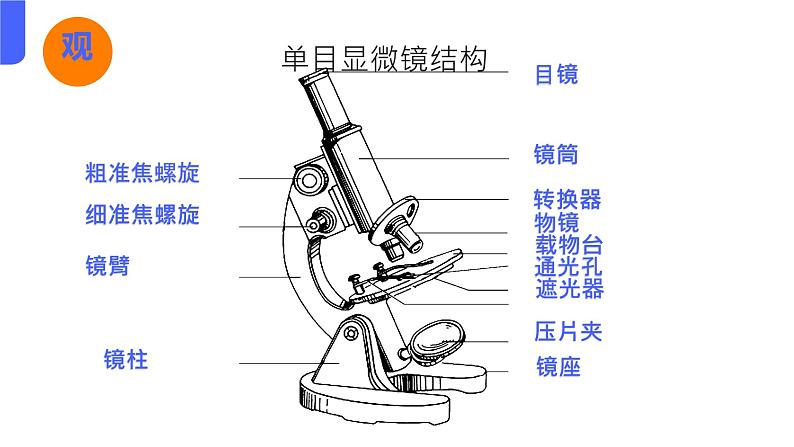 初中  生物  人教版（2024）  七年级上册  第一单元  第二章第一节 学习使用显微镜 课件第7页